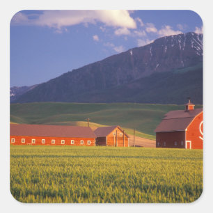 Wheat field in the Wallowa Valley, Just outside Square Sticker