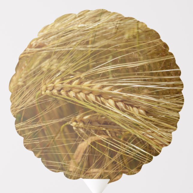  Wheat field. It’s Harvest Time!  Balloon (Front)