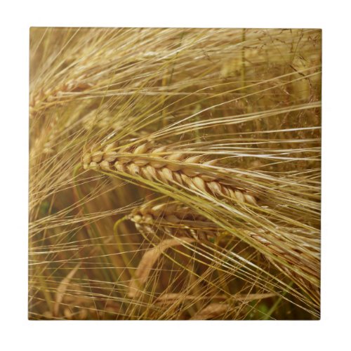  Wheat field Itâs Harvest Time   Ceramic Tile
