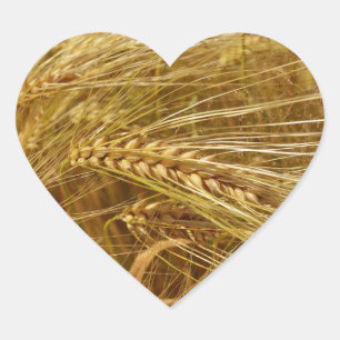  Wheat field. It’s Harvest Time!     Heart Sticker