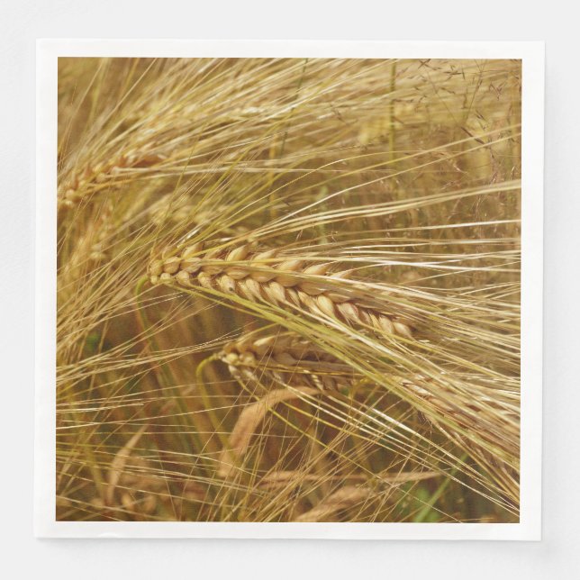  Wheat field. It’s Harvest Time!  Paper Dinner Napkins (Front)