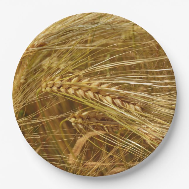  Wheat field. It’s Harvest Time!   Paper Plates (Front)