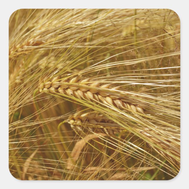  Wheat field. It’s Harvest Time!    Square Sticker (Front)