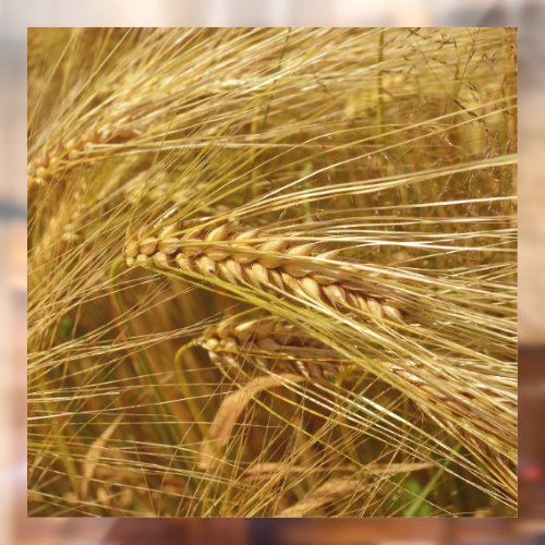  Wheat field Itâs Harvest Time   Window Cling