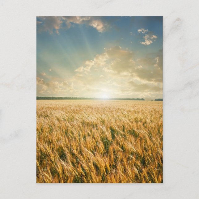 Wheat field on sunset postcard (Front)