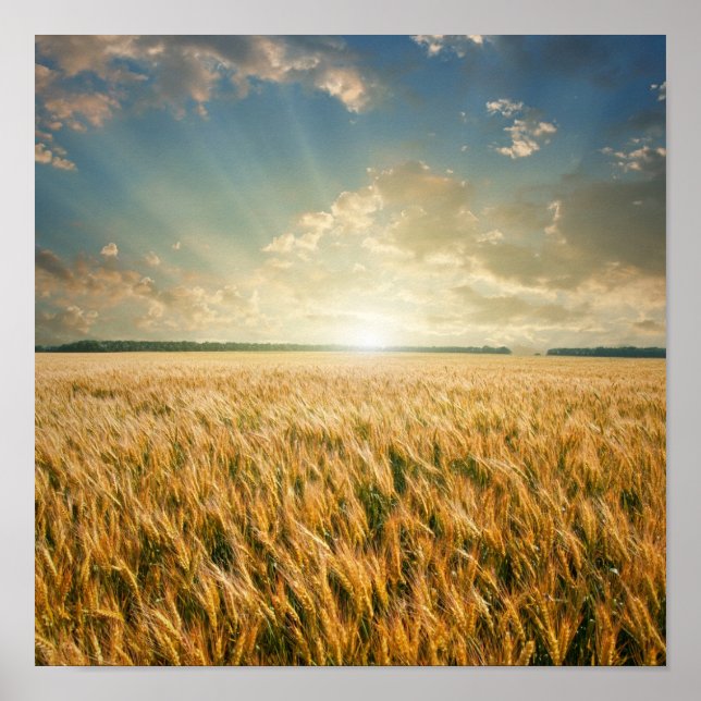 Wheat field on sunset poster (Front)