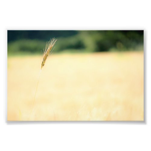 Wheat field Photo Enlargement