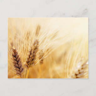 Wheat field postcard