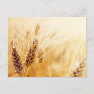 Wheat field postcard