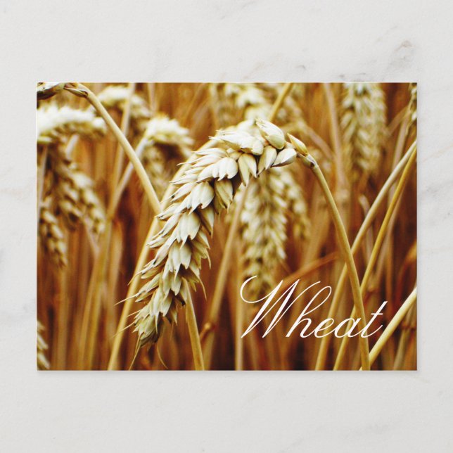 Wheat Field Postcard (Front)