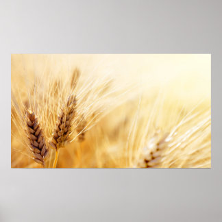 Wheat field poster