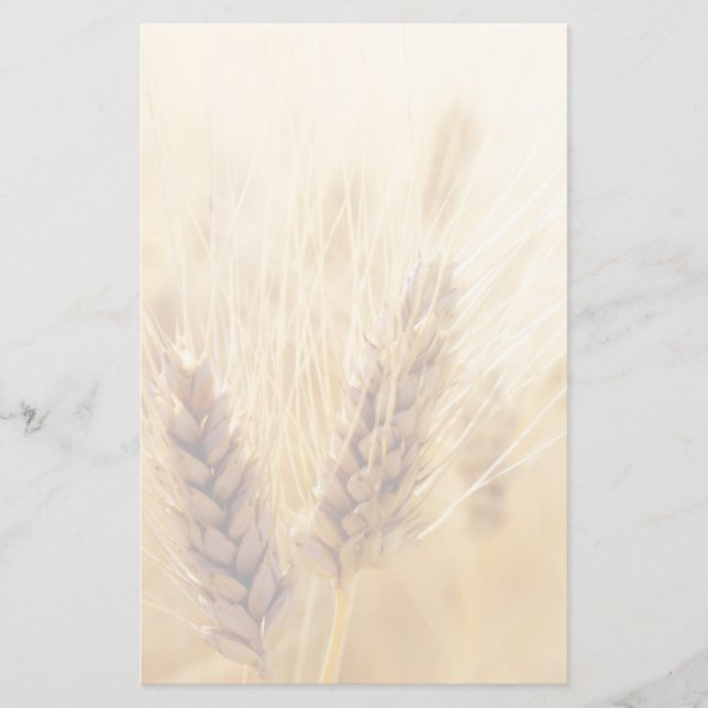 Wheat field stationery (Front)