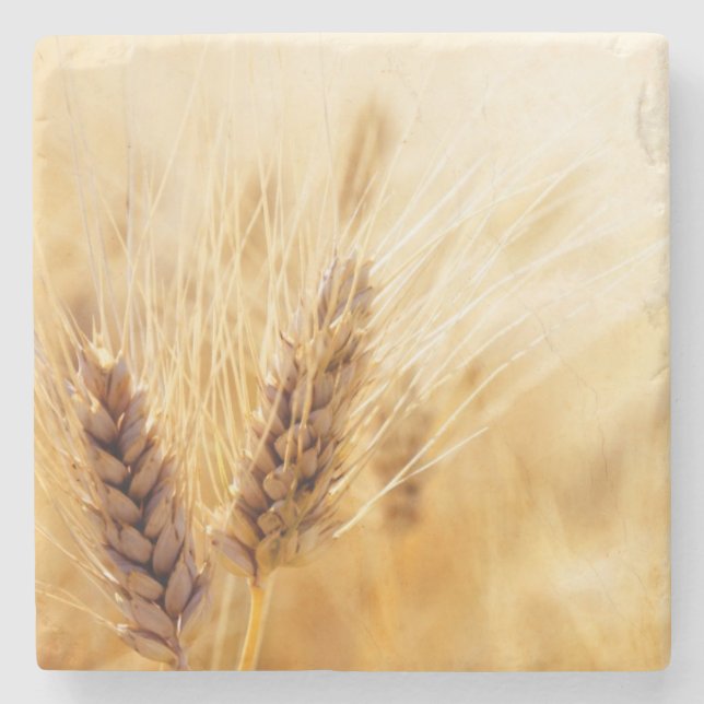 Wheat field stone coaster (Front)