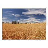 Wheat field, Victoria, Australia (Front Horizontal)