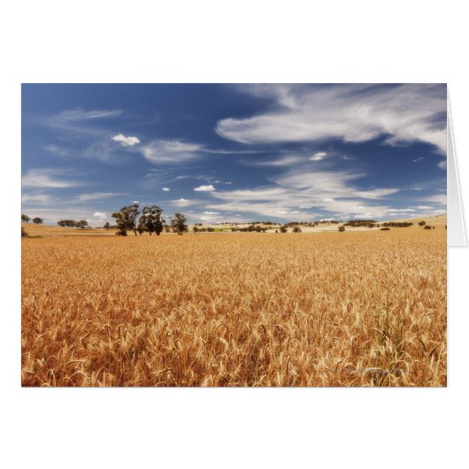 Wheat field, Victoria, Australia Cards (Front Horizontal)