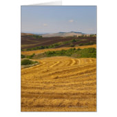 Wheat fields after harvest (Front)