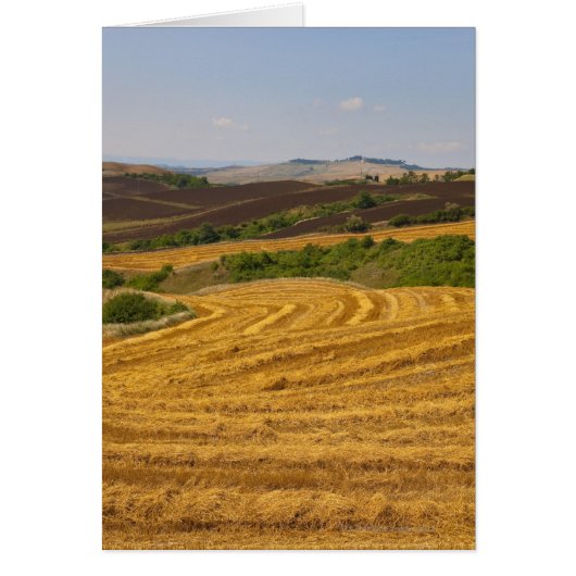 Wheat fields after harvest cards (Front)