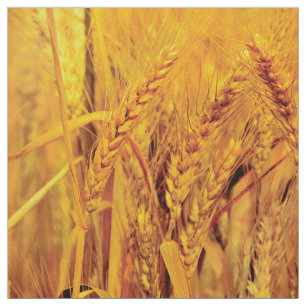 Wheat fields fabric