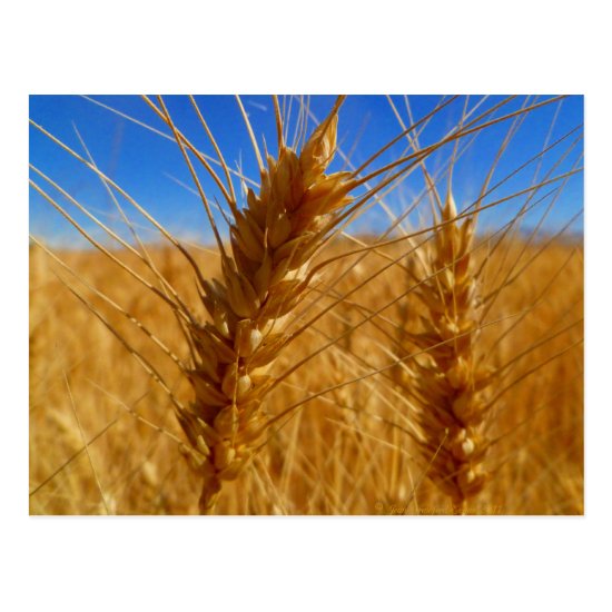 Wheat Postcard