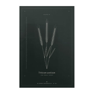 Wheat Sheaf Acrylic Wall Art, Dark Academia Botani Print