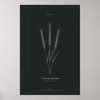 Wheat Sheaf Botanical Line Art Poster, Dark Academ Poster