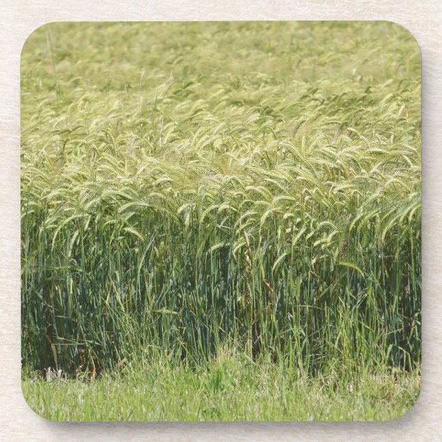 Wheat - Tasty! Beverage Coaster (Front)
