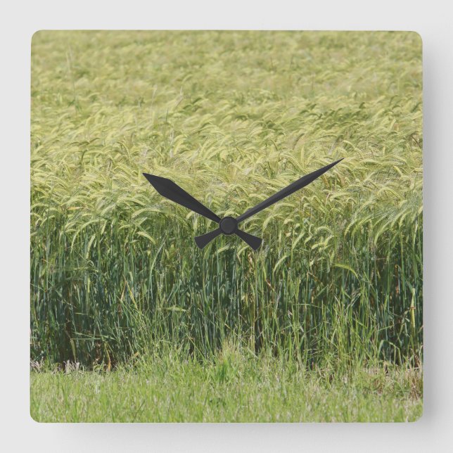 Wheat - Tasty! Square Wall Clock (Front)