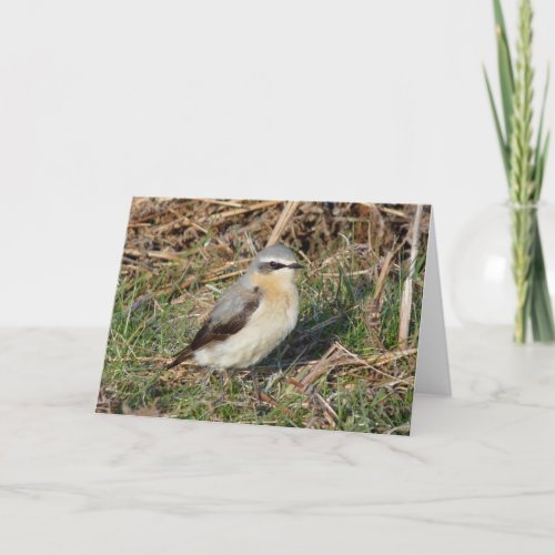 Wheatear Card