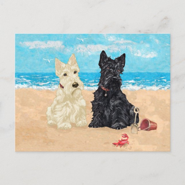 Wheaten & Black Scotties at the Beach Postcard (Front)