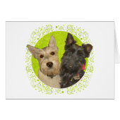Wheaten & Black Scottish Terriers (Front Horizontal)
