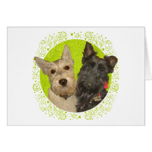 Wheaten & Black Scottish Terriers Cards