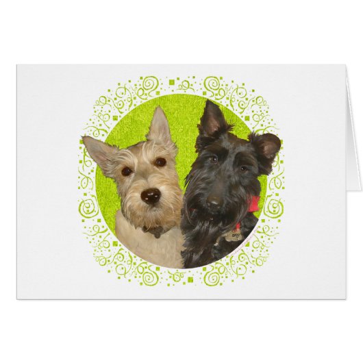 Wheaten & Black Scottish Terriers Cards (Front Horizontal)