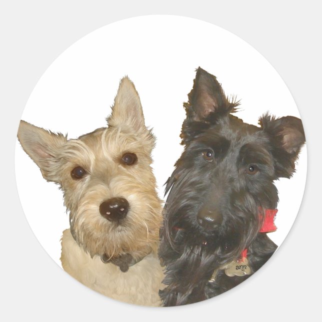 Wheaten & Black Scottish Terriers Classic Round Sticker (Front)
