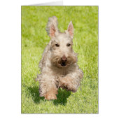 Wheaten Scottie Running Free (Front)
