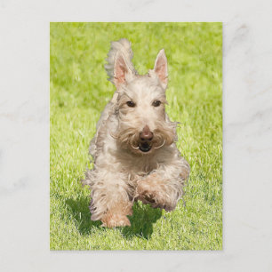 Wheaten Scottie Running Free Postcard