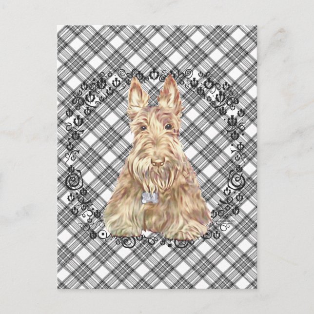 Wheaten Scottie Tartan Postcard (Front)