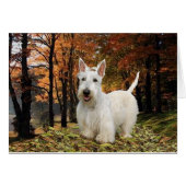 Wheaten Scottish Terrier Autumn (Front Horizontal)