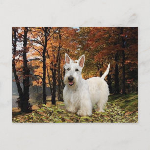Wheaten Scottish Terrier Autumn Postcard