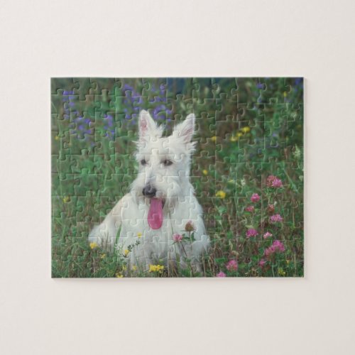 Wheaten Scottish Terrier Dog Puzzle