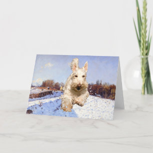 Wheaten Scottish Terrier Greeting Card