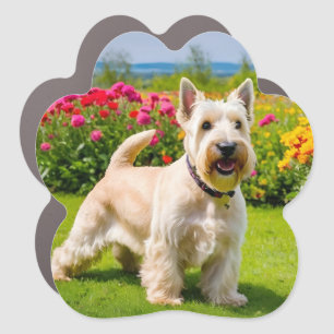 Wheaten Scottish Terrier playing in Flowers Grass Car Magnet