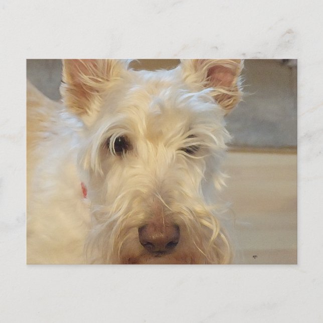 Wheaten Scottish Terrier Postcard (Front)