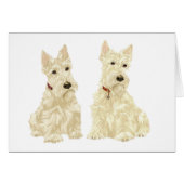 Wheaten Scottish Terriers (Front Horizontal)