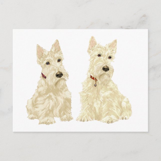 Wheaten Scottish Terriers Postcard (Front)