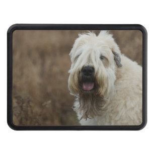 wheaten-terrier 2 tow hitch cover