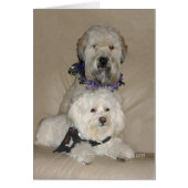 Wheaten Terrier and Havanese (Front)