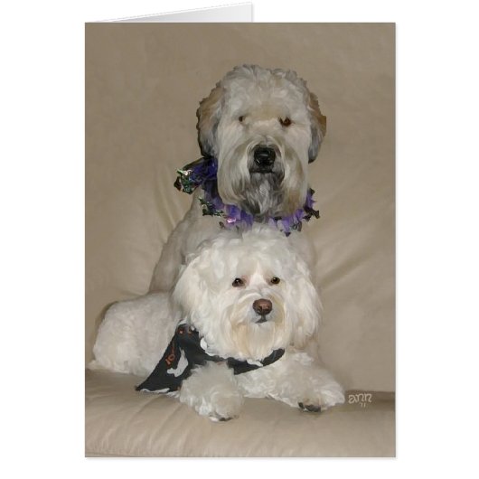 Wheaten Terrier and Havanese Cards (Front)