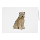 Wheaten Terrier (B)  (sit)