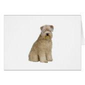 Wheaten Terrier (B)  (sit) (Front Horizontal)