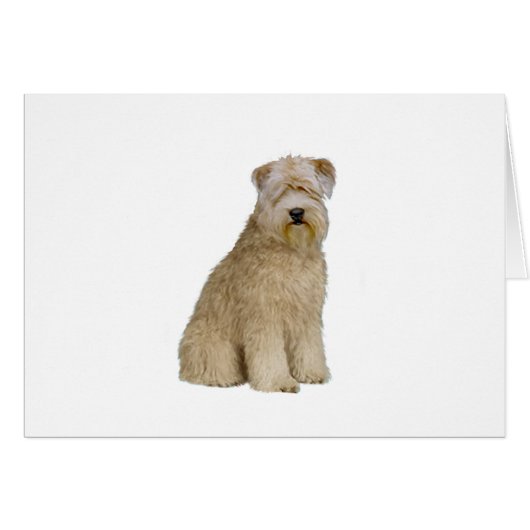 Wheaten Terrier (B) (sit) (Front Horizontal)